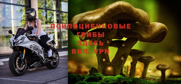 стаф Арсеньев